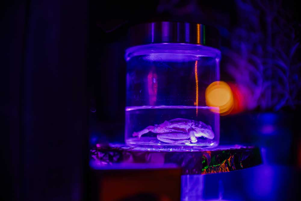Specimen jar prop under purple lighting in the Eldritch Emporium escape room